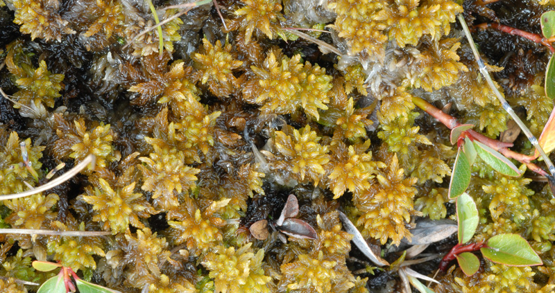 Sphagnum orientale